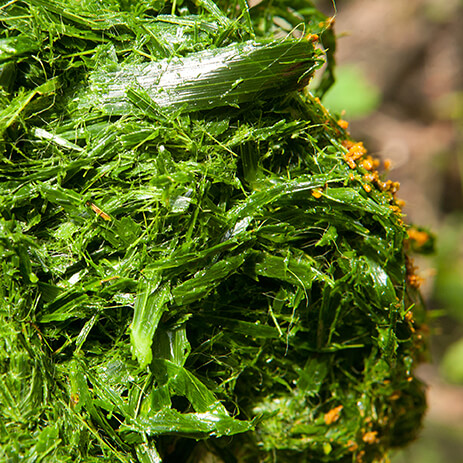 CHONTADURO 10_mosaico galeria.jpg